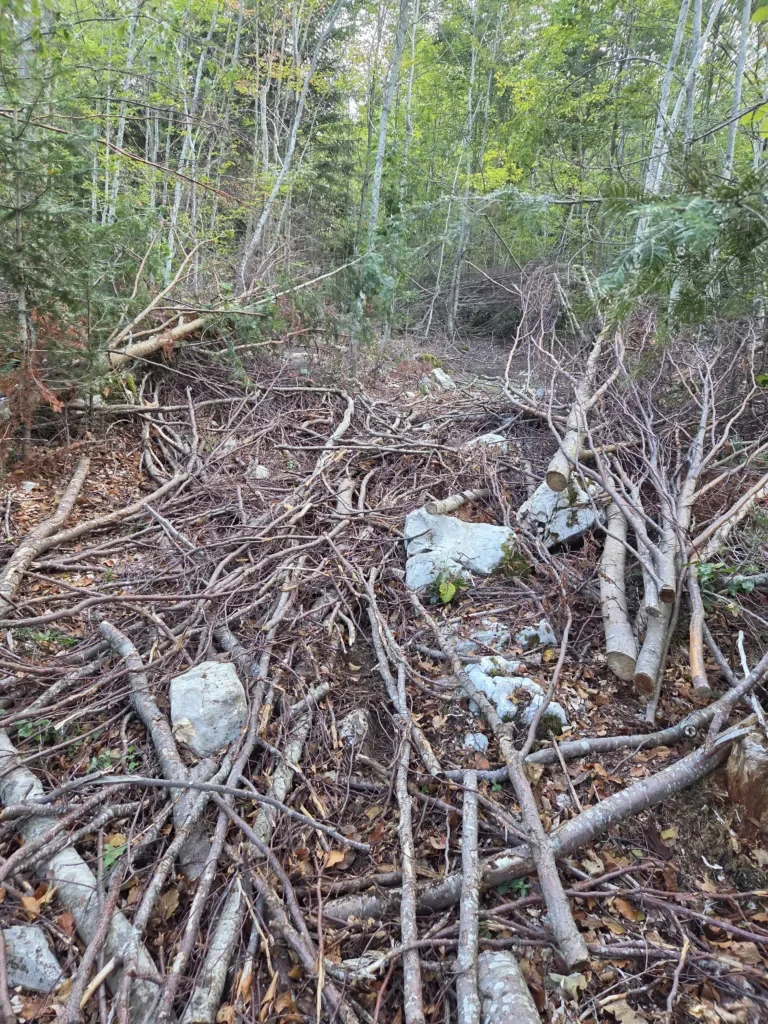 Zahlreiche Äste und Steine bedecken einen schmalen Pfad in dichtem Wald.